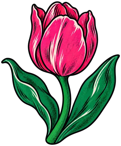 Tulipan